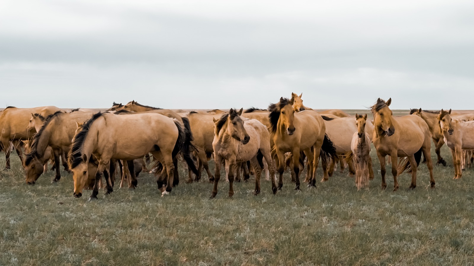 SCIENCE IN THE SADDLE: SHAKARIM UNIVERSITY PAVES THE WAY FOR INTELLECTUAL HORSE BREEDING