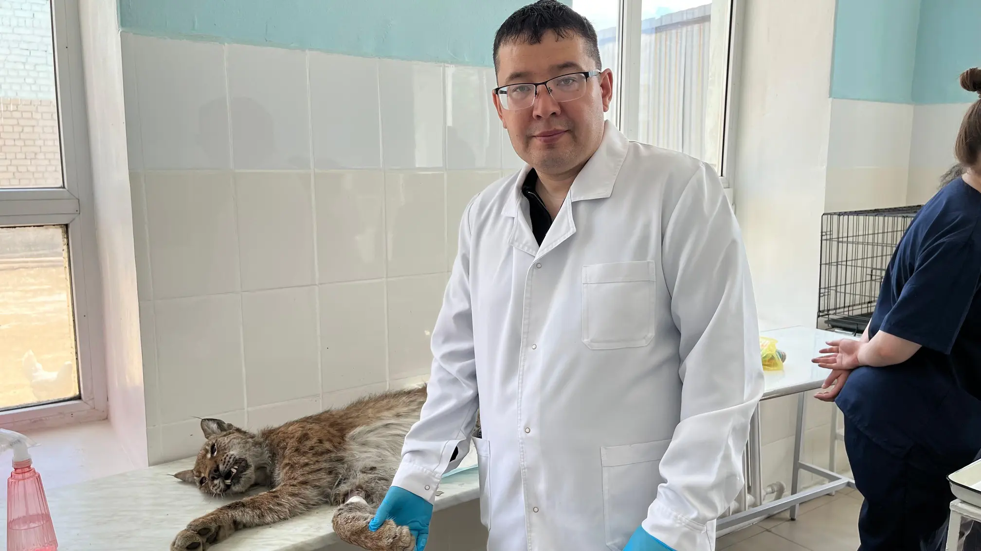 Жабайы жануарға жанашырлық: Shakarim University мамандары көмекке келді